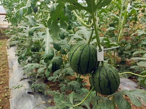 小瞄找瓜吃,一场欢乐的夏日探险之旅