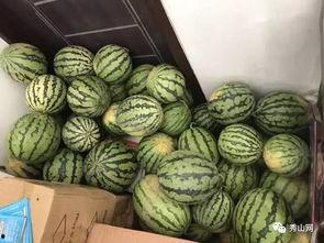 甘肃吃瓜比赛视频,瓜果飘香，欢乐竞技盛宴