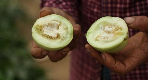 莱西吃瓜视频,揭秘网络红人幕后生活