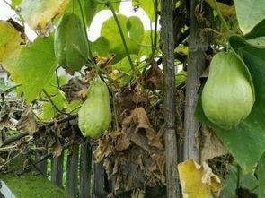 土尔瓜怎么吃,探索传统美食的味蕾之旅