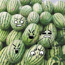 聪明吃瓜视频,短视频中的智慧与趣味