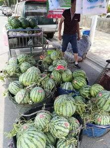 德州临邑吃瓜事件,一场网络热议背后的真相与反思