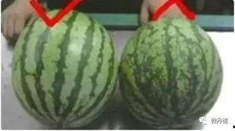 吃瓜网全网黑瓜