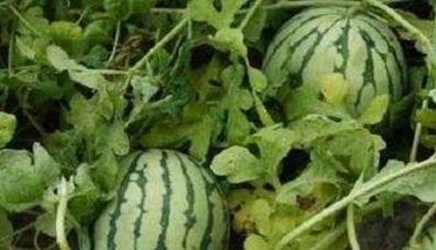 没瓜吃瓜不甜,甜蜜何来？