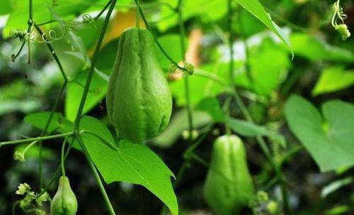 真千金吃瓜,吃瓜群众见证的豪门逆袭传奇