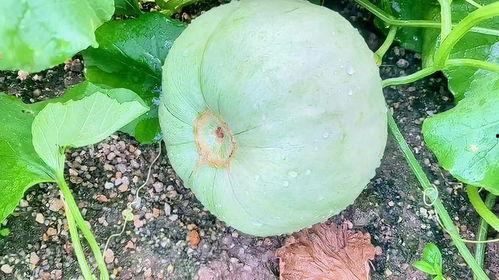 田瓜吃瓜,一场别开生面的瓜界盛宴